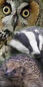 lefteardriver_tg0041.jpg The owl, the badger, and the bimbling McFlurry tub.