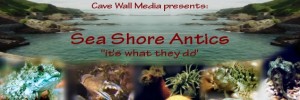 cave-wall-media_sea-shore-antics_intro ‘Sea Shore Antics’ – Intro