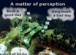 Funnies – “A matter of perception” – good day, bad day.